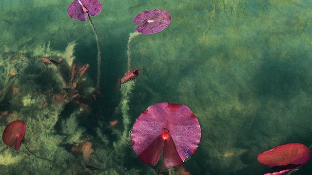 'Fotografia – Tracce Fiorentine' alla Trattoria 4 Leoni