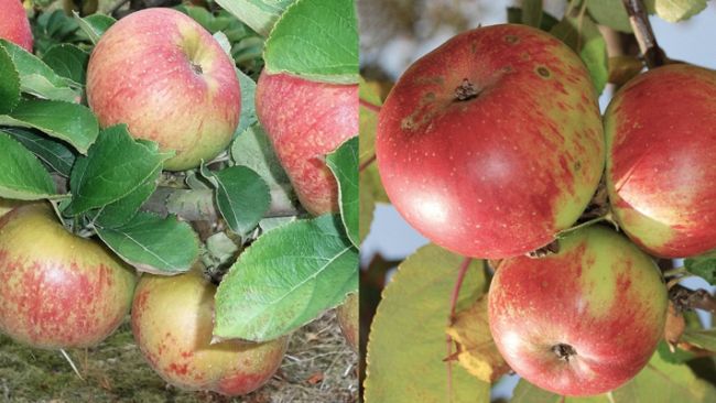 un-frutteto-nel-parco-del-mensola