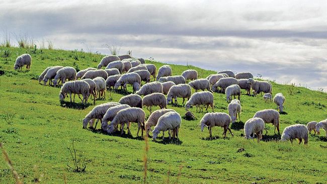 Toscana: nel weekend sbocciano mille colori