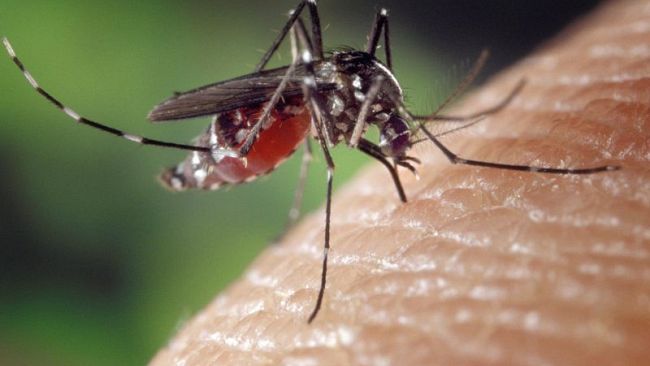 Due casi di dengue a Firenze