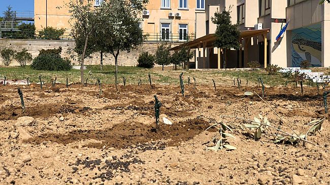 Viticoltura Elbana: piantare una vigna per tramandare le tradizioni