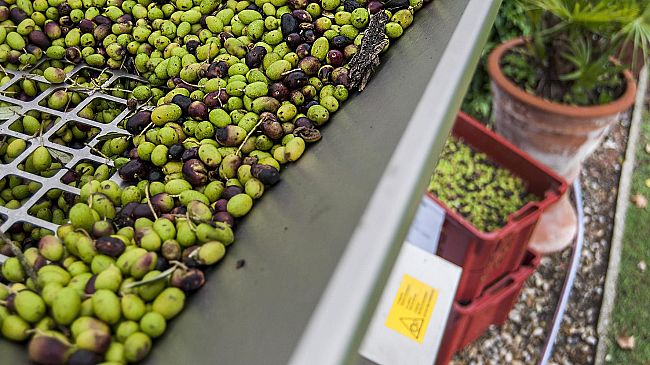 Brexit: salvo un mercato da 30 milioni di euro per il vino toscano