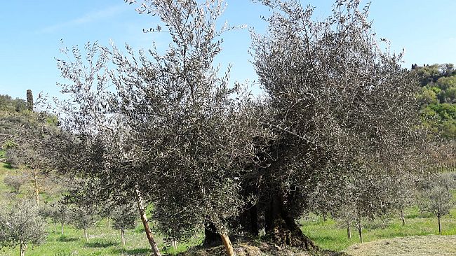 Valorizzazione dell'Olivo Minuta di Chiusi