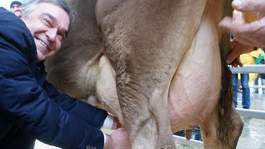Latte, allevatori a Firenze: Rossi e Antognoni alla mungitura