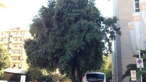 Tramvia: più opportunità di accesso al parcheggio di viale Morgagni