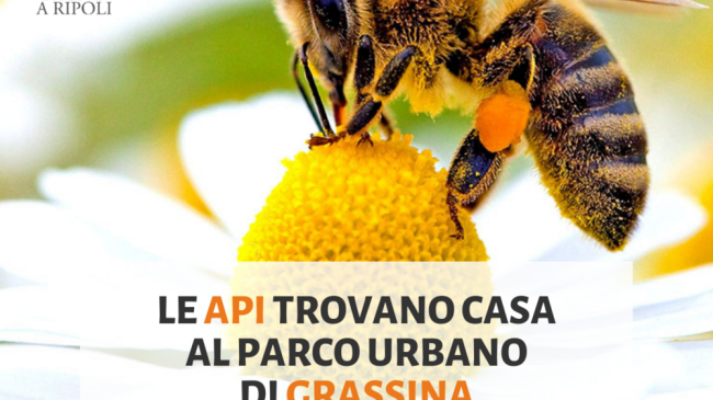 le-api-trovano-casa-a-bagno-a-ripoli