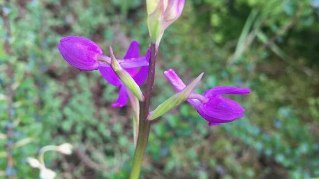 Orchidee spontanee sul tetto dell'ospedale di Prato: bellezza e speranza
