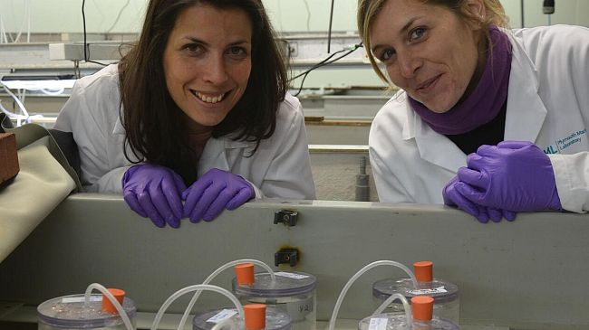 Ipossia e acidificazione: killer del mare in combinazione