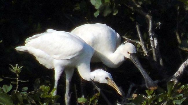 Prende il volo la prima Spatola nata in Toscana
