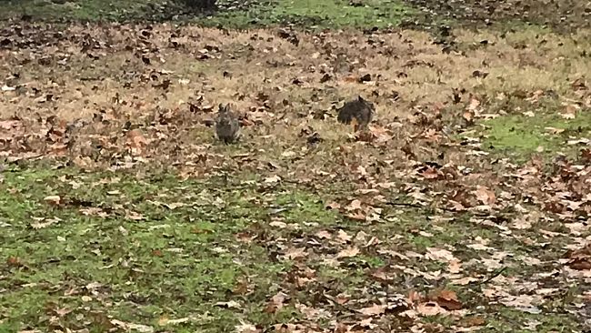 Liberato dagli abusivi il torrino di Villa Strozzi