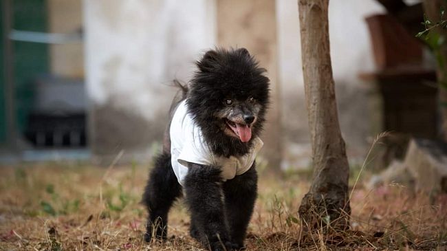 Sabato 17 dicembre Cicci, il cane più anziano del mondo sarà a Firenze