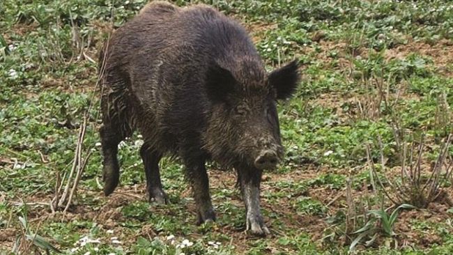 La Regione stanzia € 400 mila per i rimborsi dei danni dei lupi