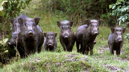 Coldiretti: stimati 230.000 cinghiali in Toscana