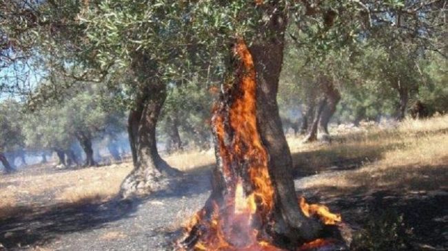 Rio nell'Elba: incendio a San Felo