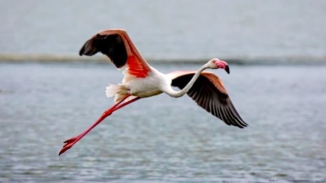 In Toscana lo spettacolo del fenicottero rosa