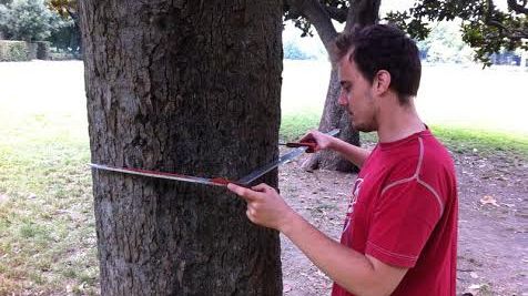 Expo Rurale 2014 alle Cascine, alberi sotto controllo