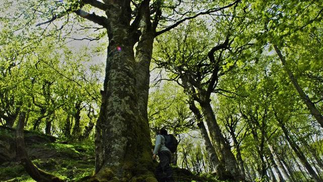 Forestazione urbana, Demetra sponsor a Firenze