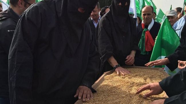Il grano italiano è morto? Funerale in Toscana