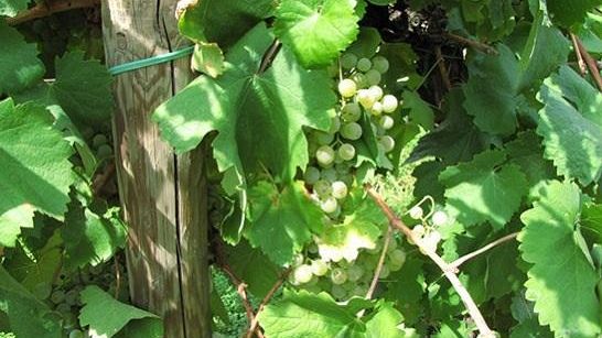 Perlage: una lunga esperienza nel mondo del biologico