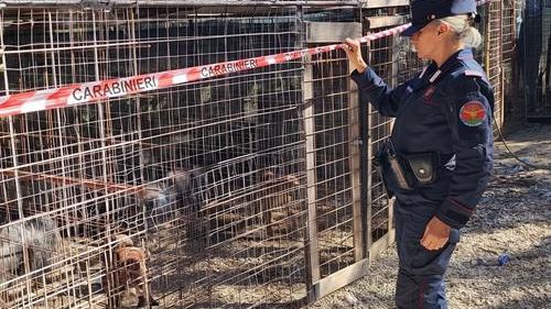 Contrasto al fenomeno diffuso del combattimento tra animali
