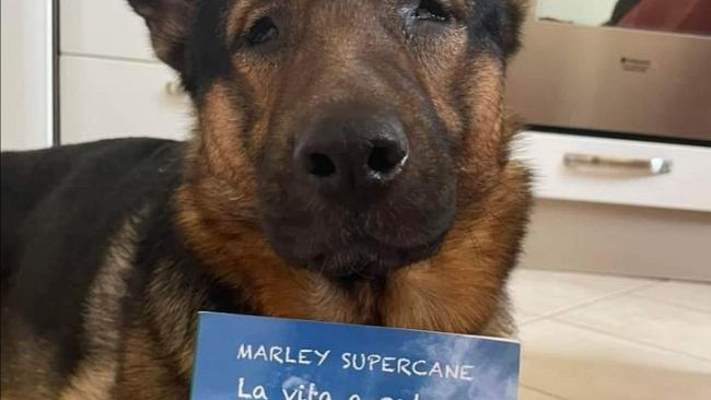 Marley, il cane cieco alla Canottieri Firenze il 1 gennaio
