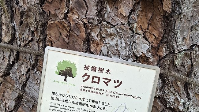 80 anni fa la bomba atomica su Hiroshima: gli alberi sopravvissuti