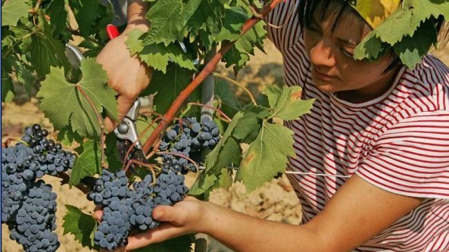 vino-2021-qualita-eccellente-ma-produzione-in-calo