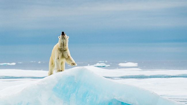 Ocean Film Festival: a Firenze e Livorno omaggio alle creature marine