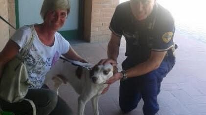 Careggi: cane chiuso in auto sotto al sole, vigilanza lo salva