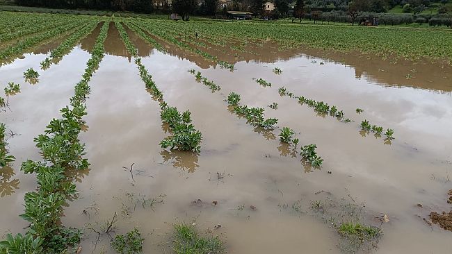 Danni da maltempo: sette mila ettari coltivabili sott’acqua