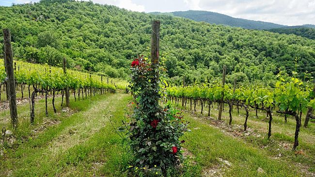 Castello di Albola: il valore delle differenze di Radda in Chianti