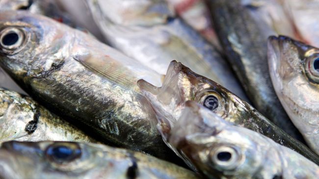 La stagionalità del pesce dimenticato: se ne parla sabato al Caffè de La Versiliana