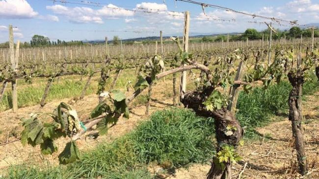 confagricoltura-replica-a-rossi-vietare-subito-il-glifosato-fa-rischiare-le-aziende