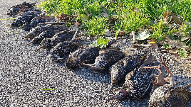 Botti di Capodanno, occhio alla strage di uccelli