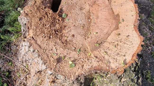 Tigli malati in Mugello