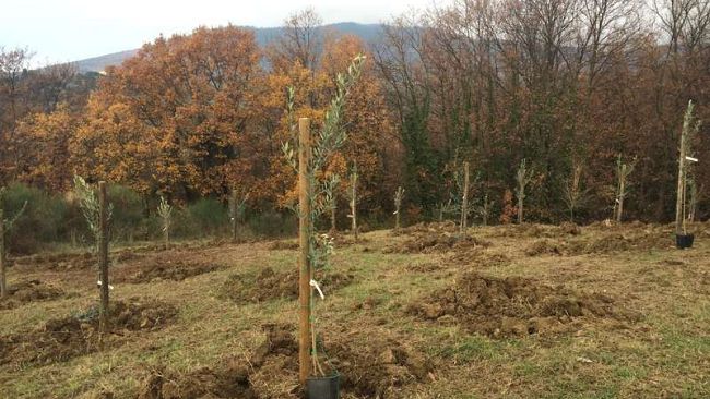 Cimitero di Trespiano, arrivano gli ulivi