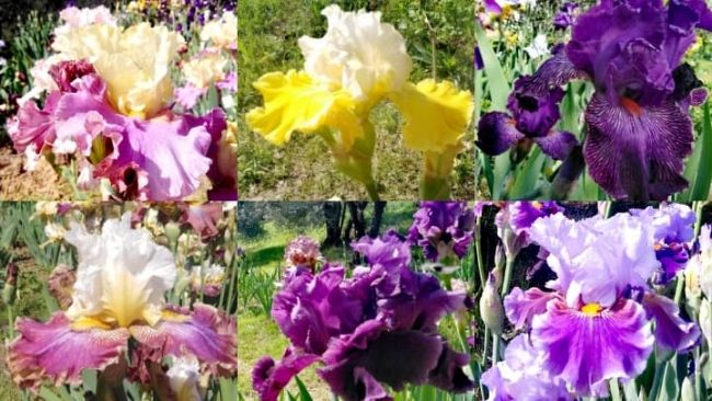 Giardino dell'Iris, che spettacolo