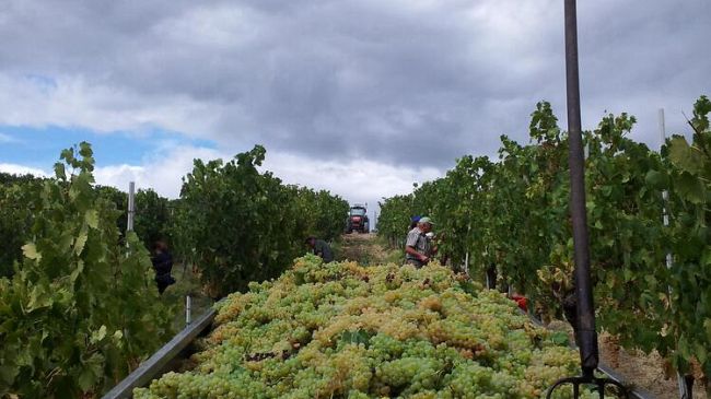 La vendemmia della Vernaccia di San Gimignano inizia sotto il sole di agosto