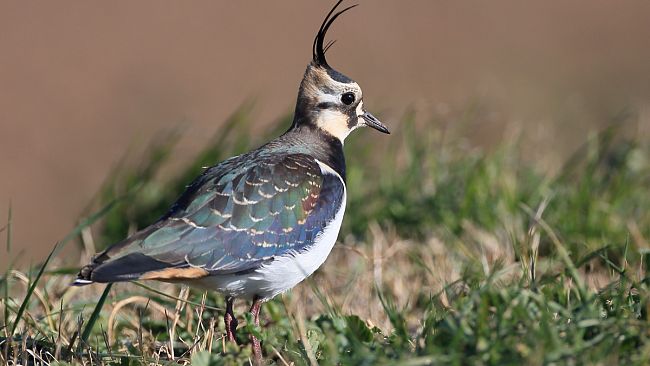 Caccia: le associazioni diffidano la Regione Toscana sulla Pavoncella