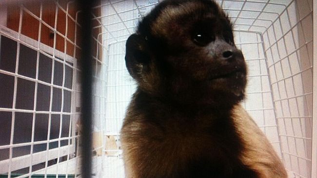 Salvata scimmietta che scorrazzava sull'Aurelia