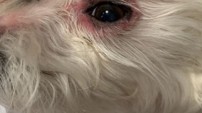 La rogna demodettica nel cane: cosa è e come prevenirla?