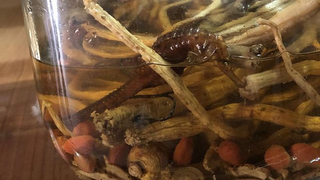 Cavallucci marini nel menu di un ristorante a Peretola