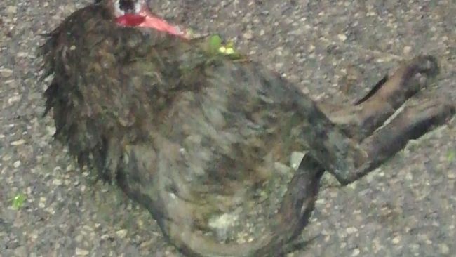 Pistoia: lupi a San Giorgio sbranano cani e gatti