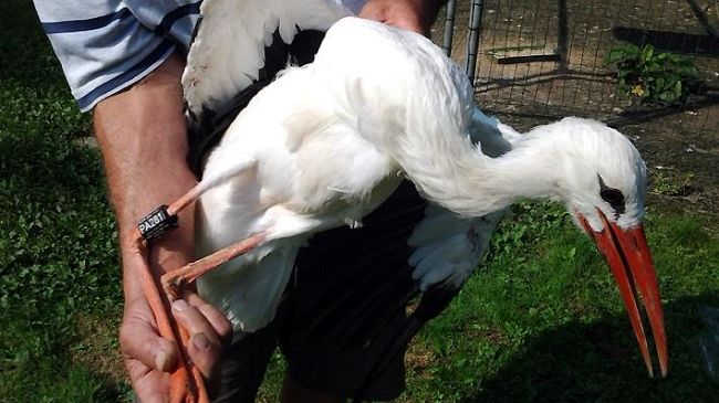 Liberata cicogna al Centro cicogne di Racconigi