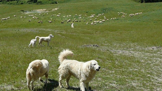 Emergenza ungulati anche a Fiesole