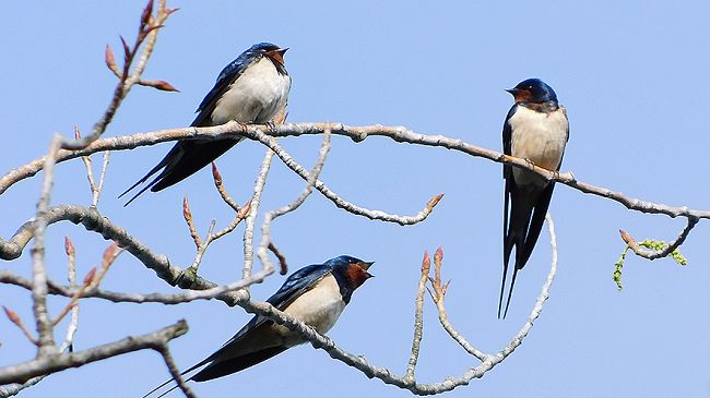 La primavera è nell'aria: visita ad Arnovecchio