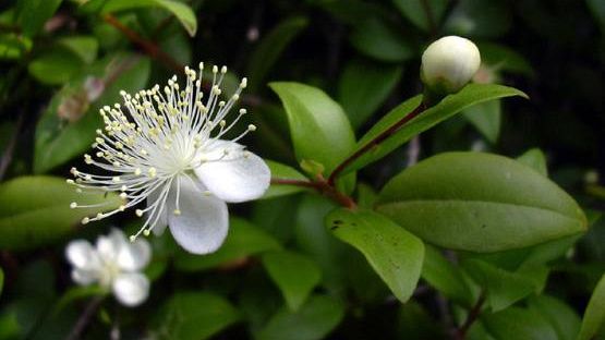 Un corso sulle ''buone erbe''