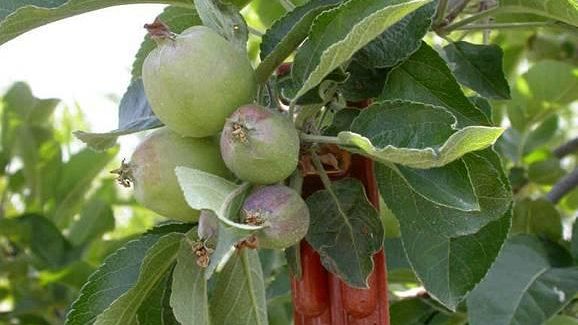 Insetti dannosi nei frutteti: si usano feromoni sessuali femminili