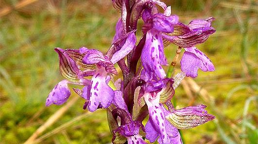 Visite guidata: le orchidee del Colle di Monsummano