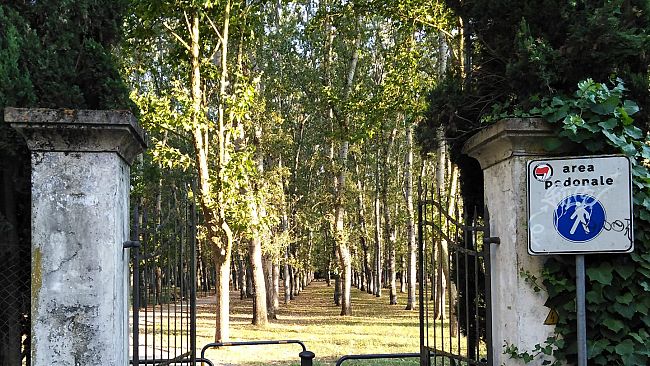 Galluzzo, la pioppeta sarà abbattuta e rifatta in tre fasi: i primi tagli a fine agosto